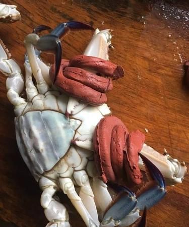 螃蟹捆绑技法
，活螃蟹用绳绑着咋清洗？图1