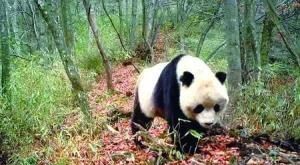 野生大熊猫分布在哪些地区
，大熊猫分布在什么地区？图4