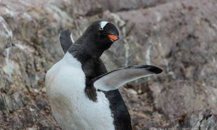 企鹅怎样拍打着什么样的翅膀，企鹅是怎样繁殖后代的？图1