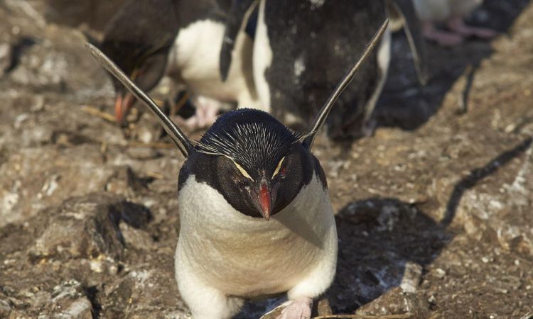 企鹅怎样拍打着什么样的翅膀，企鹅是怎样繁殖后代的？图2