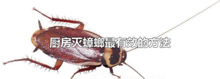 灭蟑螂最有效的方法
，灭蟑螂最有效的方法灭蟑螂的药物？图1