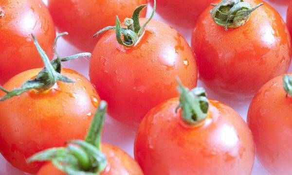 转基因西红柿更容易烂吗
，转基因西红柿与普通西红柿是不是属于同一种？为什么？图2