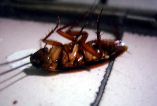 家里很多小蟑螂怎么办
，家里很多小蟑螂怎么办？图4