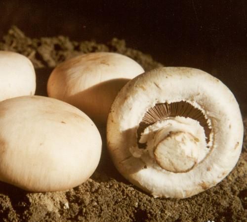 野生蘑菇里面放蒜就真能辨别蘑菇是否有毒么？
，蘑菇炒鸡蛋放蒜蒜变绿有毒吗？图2