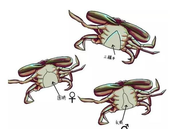 如何区别河蟹和海蟹
，面包蟹和我们常吃的河蟹或海蟹有什么不同？图1