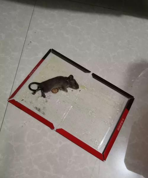 家里进老鼠了怎么办
，家里最近来了一只老鼠，怎么办？图1