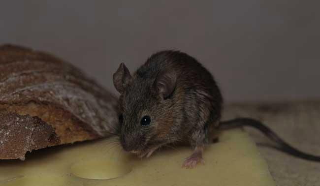 家里进老鼠了怎么办
，家里最近来了一只老鼠，怎么办？图2