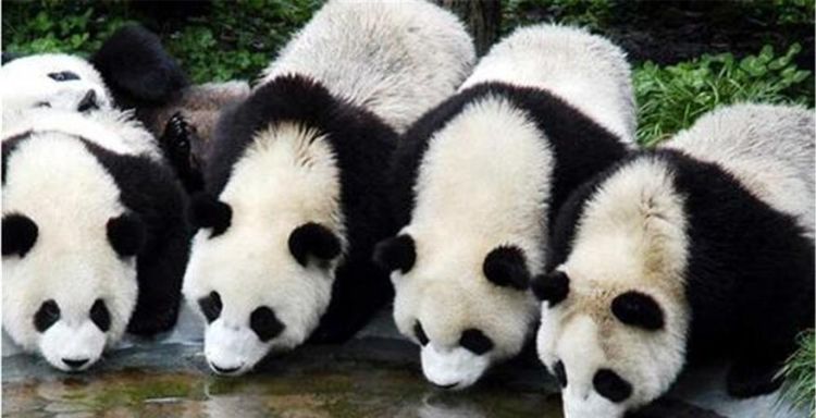 大熊猫生活在哪里
，为什么熊猫生活在四川？图1