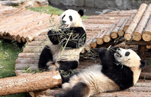 大熊猫生活在哪里
，为什么熊猫生活在四川？图2