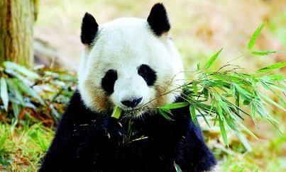 大熊猫生活在哪里
，为什么熊猫生活在四川？图3