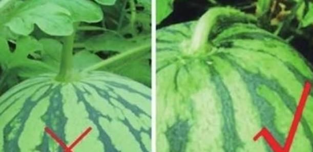 怎样才能分辨西瓜有没有熟
，怎样判断西瓜的成熟？图2