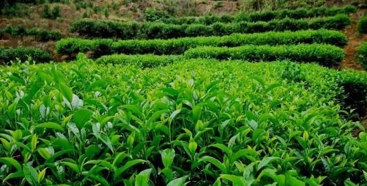 茶树如何种植
，茶树种子如何种植？图1