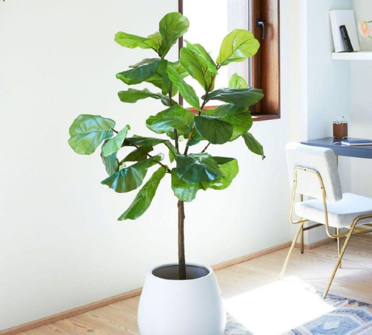 哪些植物盆栽适合放在室内
，五角枫盆景能长期在屋里能养吗？图2