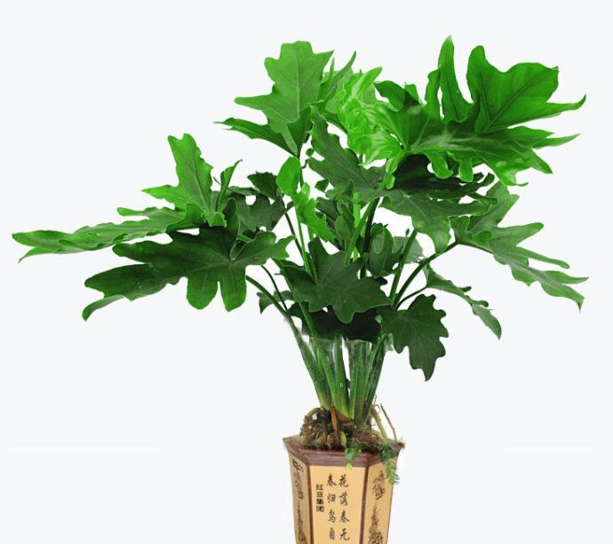 哪些植物盆栽适合放在室内
，五角枫盆景能长期在屋里能养吗？图4