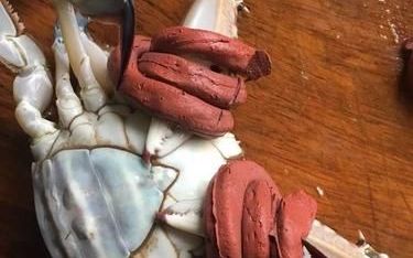 螃蟹捆绑技法，活螃蟹用绳绑着咋清洗？