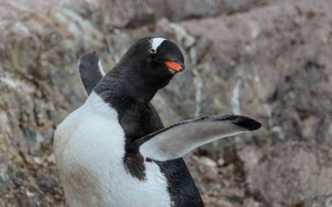 企鹅怎样拍打着什么样的翅膀
，企鹅是怎样繁殖后代的？