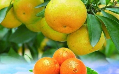 柑子的功效与作用
，吃橙子的十大好处？
