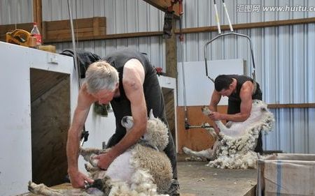 初剪羊毛和羊毛的区别
，剪羊毛的好处和坏处？