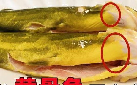 黄骨鱼刺多吗
，黄骨鱼鱼刺是黄色的吗？