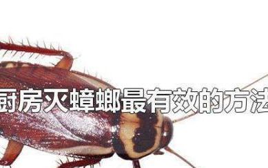 灭蟑螂最有效的方法
，灭蟑螂最有效的方法灭蟑螂的药物？