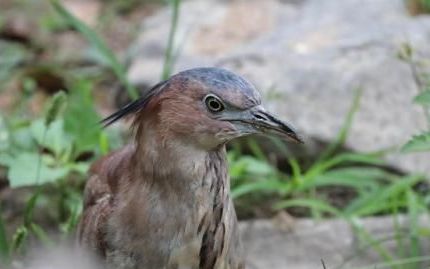 国家二级保护鸟类名录
，陕西商洛金丝峡国家二级保护鸟类？