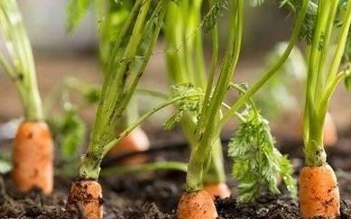 阳台胡萝卜的种植步骤与技巧
，鸡毛菜种子种植方法盆栽？