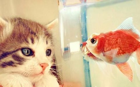 猫为什么爱吃鱼
，猫为什么不会游泳但是爱吃鱼呢？