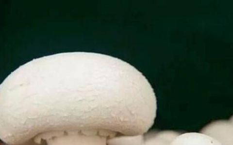 怎么判断蘑菇是否煮熟了
，蘑菇煮熟可以放多久？