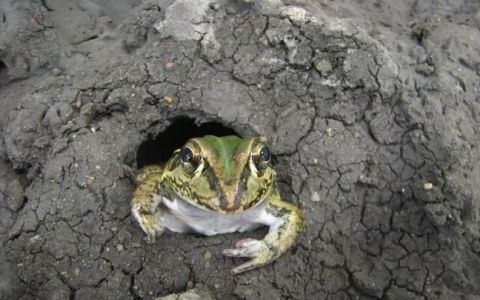 青蛙怎么过冬天
，小青蛙过冬第二个自然段有几句话？