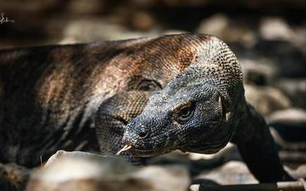 科摩多龙是蜥蜴还是龙
，科莫多巨蜥可以多久不进食？