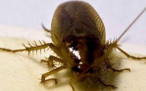 小蟑螂怎么消灭最彻底土方法
，蟑螂怎么消灭最彻底？