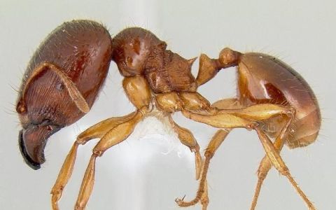 常见蚂蚁种类有哪些
，蚂蚁的种类有哪些？