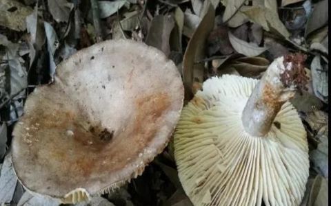 野生蘑菇里面放蒜就真能辨别蘑菇是否有毒么？
，蘑菇炒鸡蛋放蒜蒜变绿有毒吗？