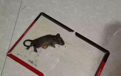 家里进老鼠了怎么办
，家里最近来了一只老鼠，怎么办？
