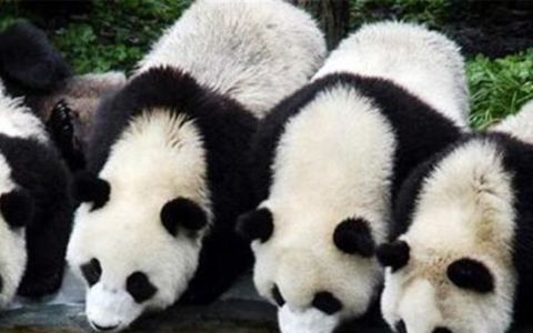 大熊猫生活在哪里
，为什么熊猫生活在四川？