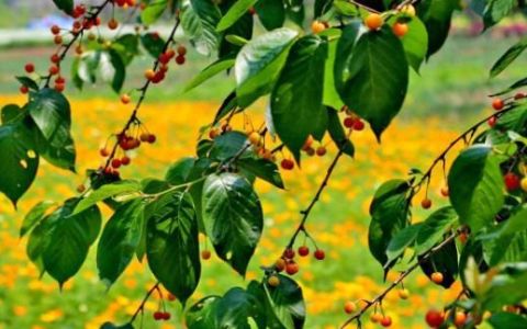 樱桃的籽能吃吗
，樱桃籽能种出樱桃树吗？