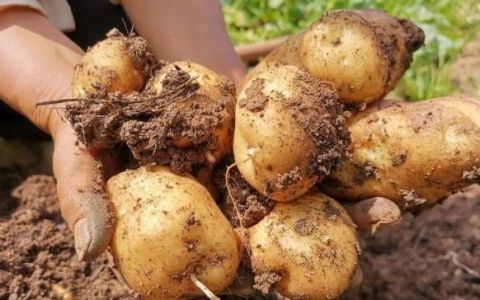 青皮土豆能吃吗
，绿土豆怎么吃最好？