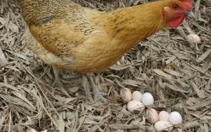 怎样提升鸡的产蛋率，怎样让散养母鸡多下蛋？