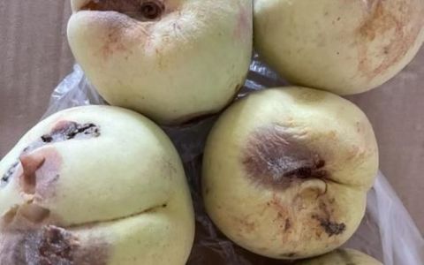 桃子坏了一部分可以吃吗，蟠桃中间的核裂开了能吃吗？