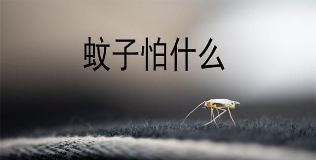 风油精放床头可以驱蚊吗
，风油精放在床头驱赶蚊子对人体有影响吗？图3