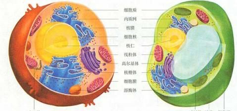生物：显微结构和亚显微结构都能看见什么显微结构有细胞膜，核仁、内质网、高尔基体吗