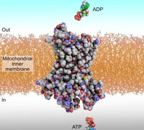 载体蛋白在哪里合成
，细胞膜、细胞质中负责转运氨基酸的载体都是蛋白质对吗？