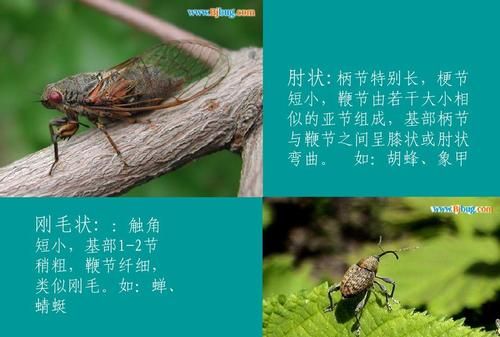 《昆虫记》里面十种昆虫的特点有哪些