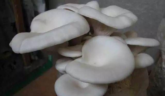 西北松树下蘑菇的种类