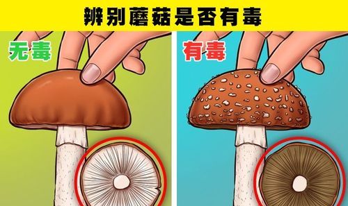 蘑菇深加工有哪些种类